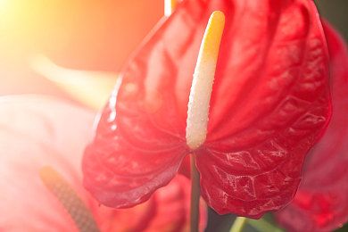 葫芦娃APP污：“葫芦娃APP涉嫌违规内容引发关注，网络监管与行业自律亟待加强”