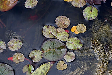 花季传谋旧版本,每天免费三次下载：重温经典！《花季传谋》旧版每日三免，玩家回忆之旅开启