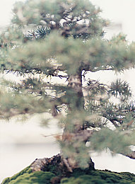朴彩英明星造梦工厂：璀璨星途：揭秘BLACKPINK朴彩英的追梦之路-2