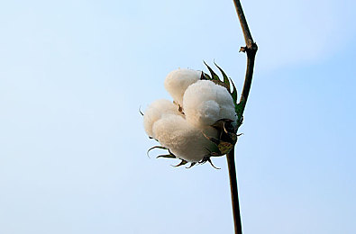 花季传禖3.0.8 免费：新篇章启航，花梦世界免费畅游，探索无尽魅力-4