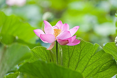 曜给西施做剧烈运动：《王者荣耀》激情碰撞，视觉盛宴浪漫启航-2