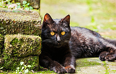 小猫直播：萌宠乐园，快乐直播新天地-4