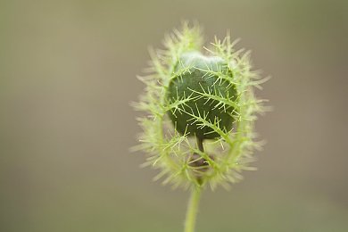 外网十三岁紫色面具：神秘面纱下的游戏奇遇：紫色面具引领虚拟探险之旅-1