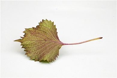 葫芦娃APP污：“葫芦娃APP涉嫌违规内容引发关注，网络监管与行业自律亟待加强”-4