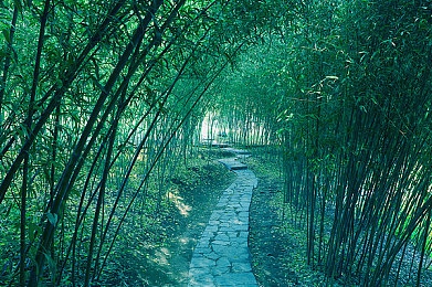 十八款禁用看黄a在线入：净化网络净土，守护绿色游戏乐园-5
