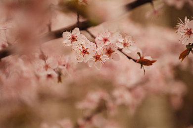日本蜜芽网站跳转接口：揭秘网络跳转黑幕：蜜芽网站事件引关注，网络安全与隐私保护成焦点-2