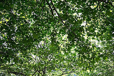 黄片花季：青春校园奇幻之旅：《黄片花季》冒险探险开启童话校园探险-3