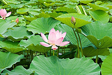 独家爆料免费吃瓜观看：揭开游戏圈神秘面纱：深度独家揭秘，免费共享娱乐盛宴-3